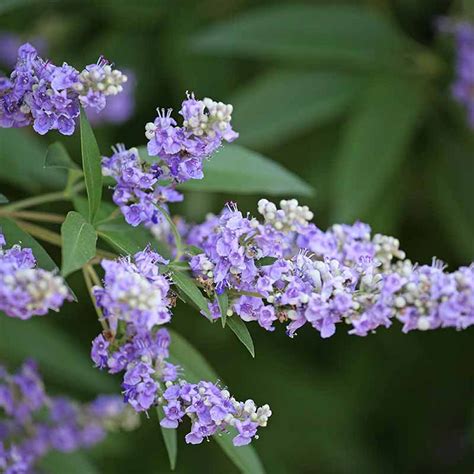 piperul calugarului|Copacul castității (Vitex agnus